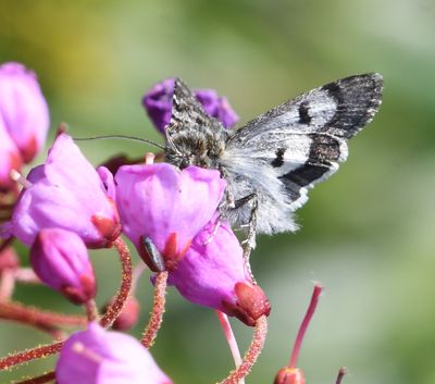 Anarta nigrolunata