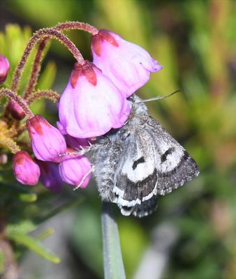 Anarta nigrolunata