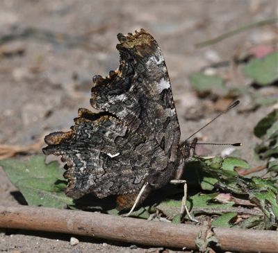 Green Anglewing: Polygonia faunus