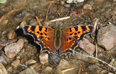 Green Anglewing: Polygonia faunus