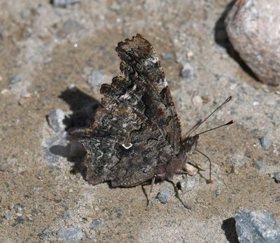 Green Anglewing: Polygonia faunus
