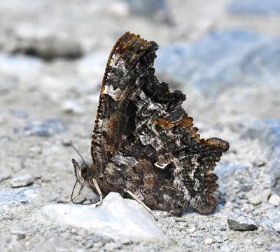 Green Anglewing: Polygonia faunus