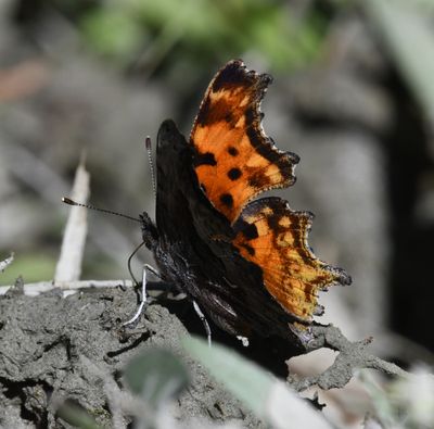 Hoary Anglewing: Polygonia gracilis