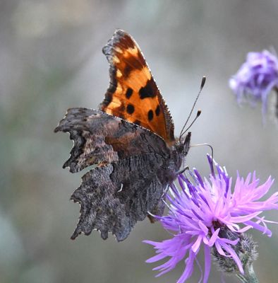 Hoary Anglewing: Polygonia gracilis