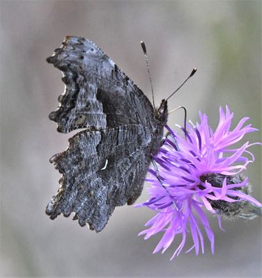 Hoary Anglewing: Polygonia gracilis