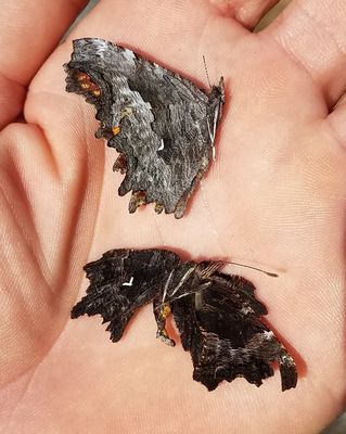 Oreas Anglewing: Polygonia oreas with Hoary Anglewing at top