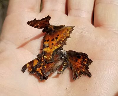 Oreas Anglewing: Polygonia oreas with Hoary Anglewing at top