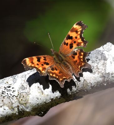 Oreas Anglewing: Polygonia oreas