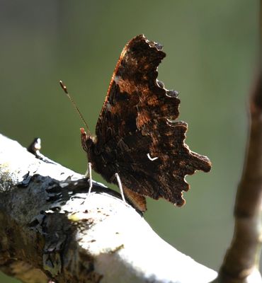 Oreas Anglewing: Polygonia oreas