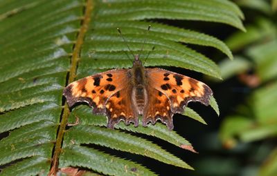Oreas Anglewing: Polygonia oreas