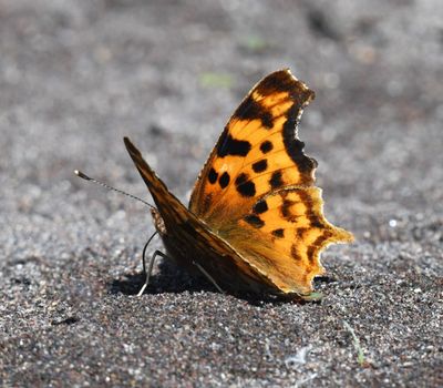 Satyr Anglewing: Polygonia satyrus