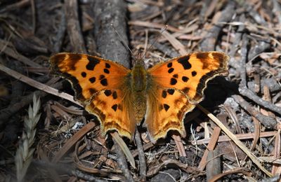 Satyr Anglewing: Polygonia satyrus