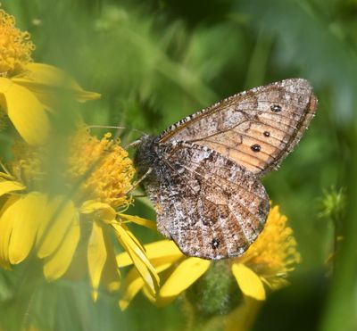 Chryxus Arctic: Oeneis chryxus