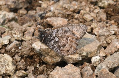 Chryxus Arctic: Oeneis chryxus