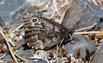 Great Arctic: Oeneis nevadensis