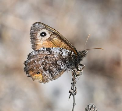 Great Arctic: Oeneis nevadensis