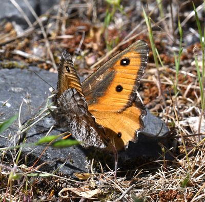 Great Arctic: Oeneis nevadensis