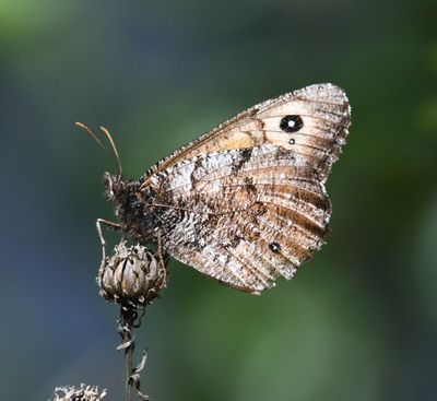 Great Arctic: Oeneis nevadensis