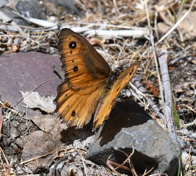 Great Arctic: Oeneis nevadensis