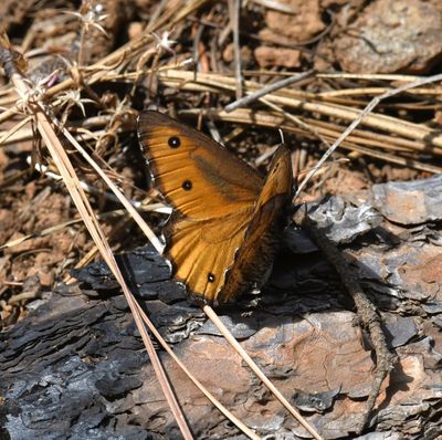 Great Arctic: Oeneis nevadensis