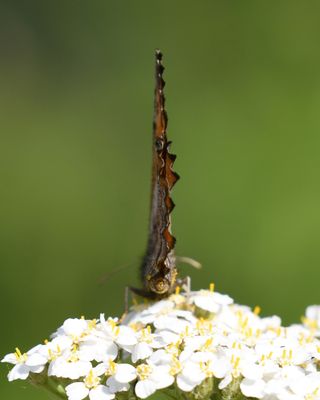 Great Arctic: Oeneis nevadensis