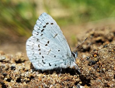 Echo Azure: Celastrina echo