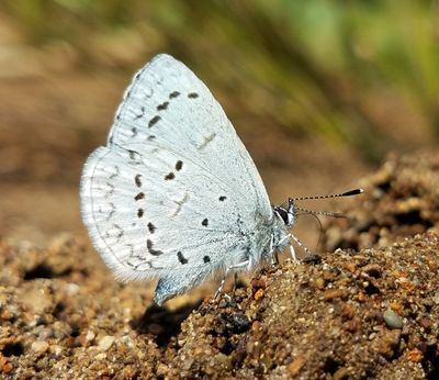 Echo Azure: Celastrina echo