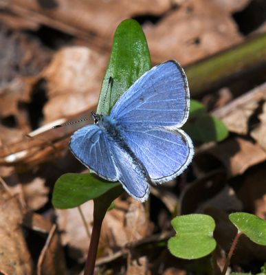 Echo Azure: Celastrina echo