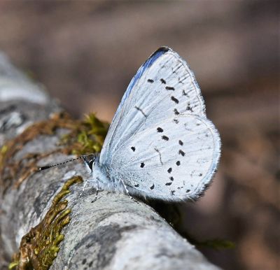 Echo Azure: Celastrina echo