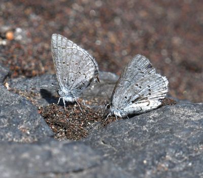 Echo Azure: Celastrina echo