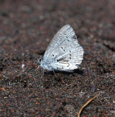 Echo Azure: Celastrina echo