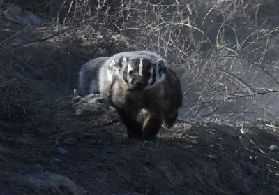 Badger