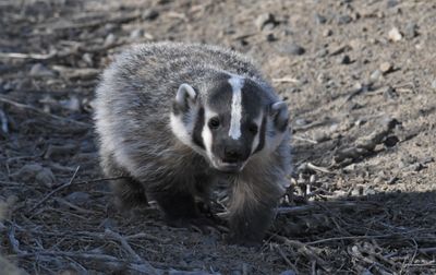 Badger