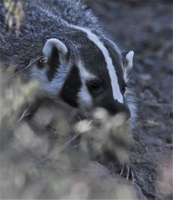 Badger