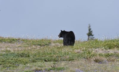 Black Bear