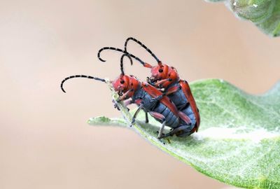 Milkweed Beetle