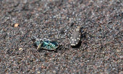 Western Tiger Beetle