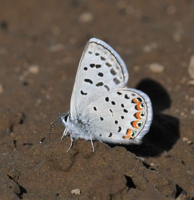 Acmon Blue: Icaricia acmon