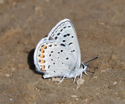 Acmon Blue: Icaricia acmon