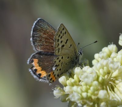 Acmon Blue: Icaricia acmon