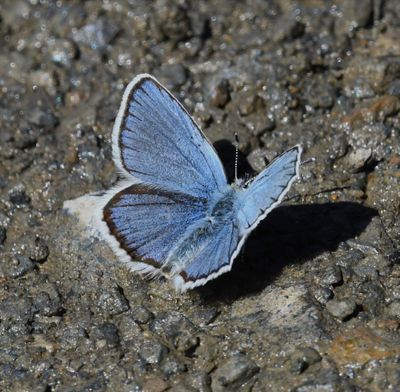 Anna's Blue: Plebejus anna