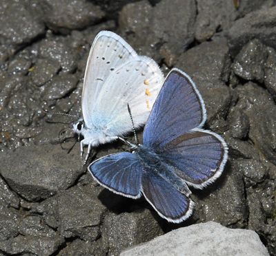 Anna's Blue: Plebejus anna