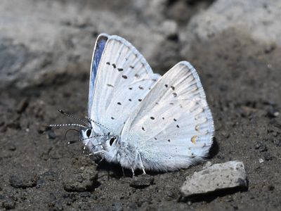 Anna's Blue: Plebejus anna