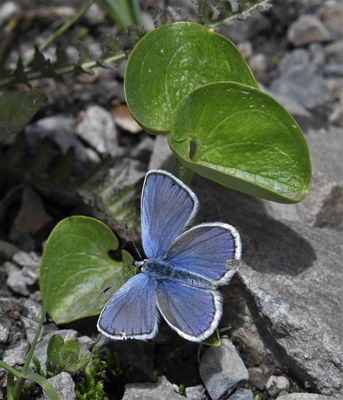 Anna's Blue: Plebejus anna