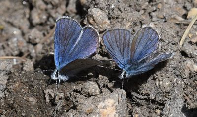 Anna's Blue: Plebejus anna