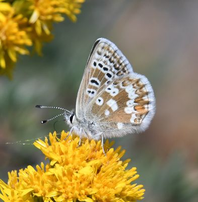 Arctic Blue: Agriades glandon