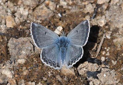 Arctic Blue: Agriades glandon