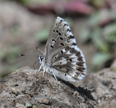 Arrowhead Blue: Glaucopsyche piasus