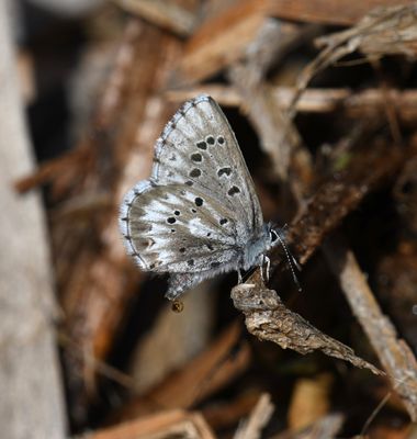 Arrowhead Blue: Glaucopsyche piasus