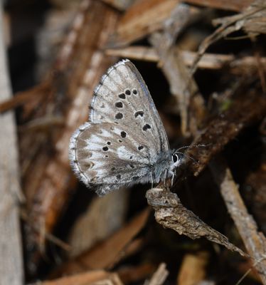 Arrowhead Blue: Glaucopsyche piasus